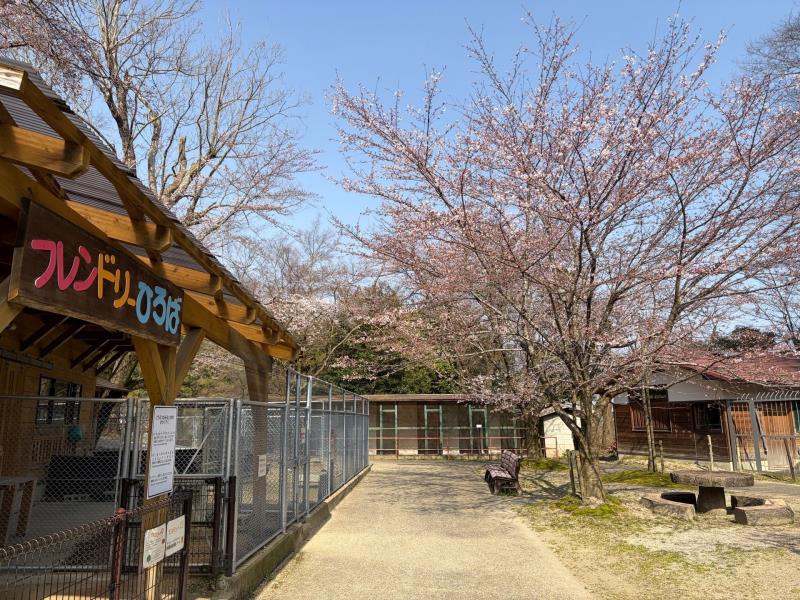 ソメイヨシノ